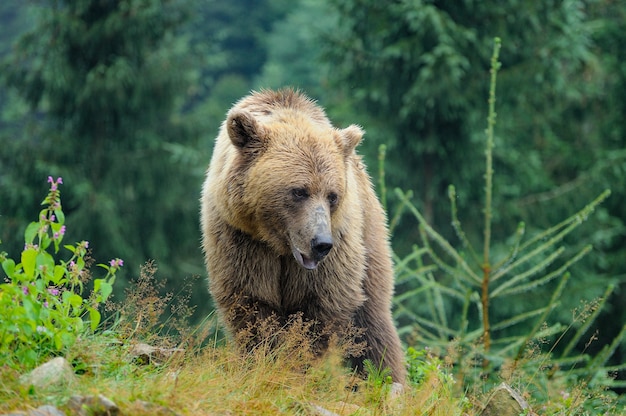 Wild  Brown Bear Ursus Arctos in the forest. Wild animal .