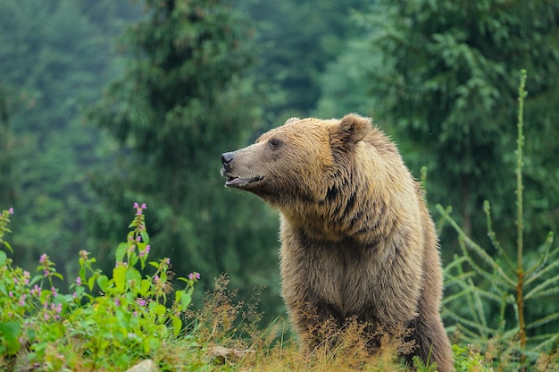 Дикий бурый медведь (Ursus Arctos) в лесу. Дикое животное .