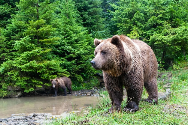 여름 숲에서 야생 갈색 곰 Ursus Arctos