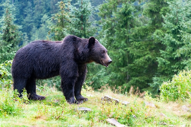 Дикий бурый медведь Урсус Арктос в летнем лесу