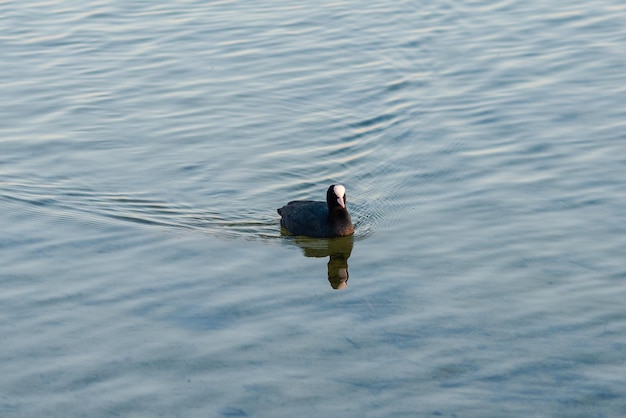 A wild brown duck floats on the clear blue lake