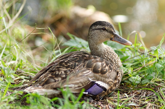 Wild brown duck in summer. Female wild duck.