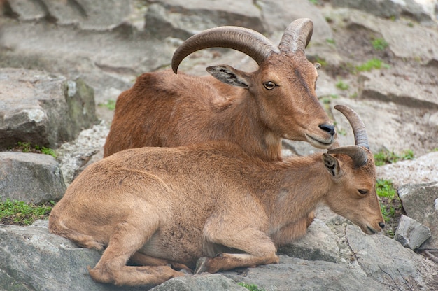 Wild brown goats - Sumatran serow (Capricornis sumatraensis), also known as the southern serow.