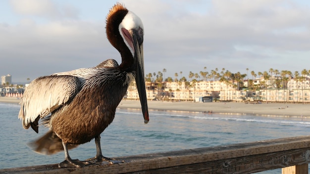 Pellicano marrone selvaggio sul molo california ocean beach usa pelecanus costiero grande uccello becco di grandi dimensioni