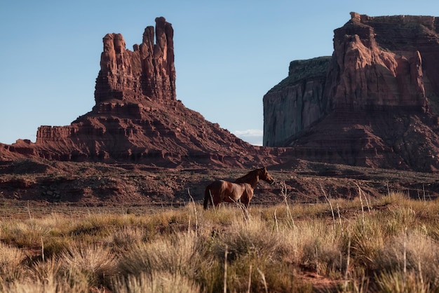 Wild bruin paard in de woestijn met rood rotsberglandschap op achtergrond