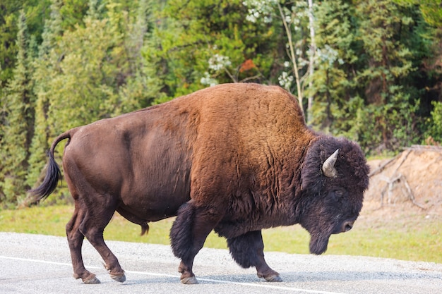 Wild buffalo  in Yellowstone National Park, USA