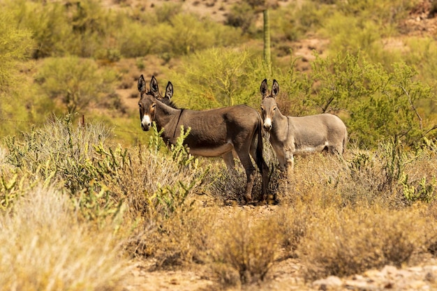 Wild burros in the field near the lake Pleasant on a sunny day in Arizona