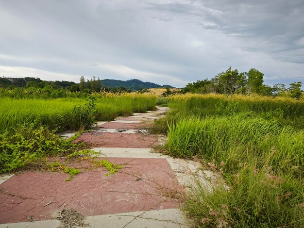 wild bushy meadow of setaria knootroot bristlegrass