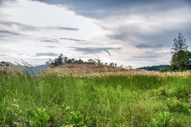 Photo wild bushy meadow of setaria knootroot bristlegrass