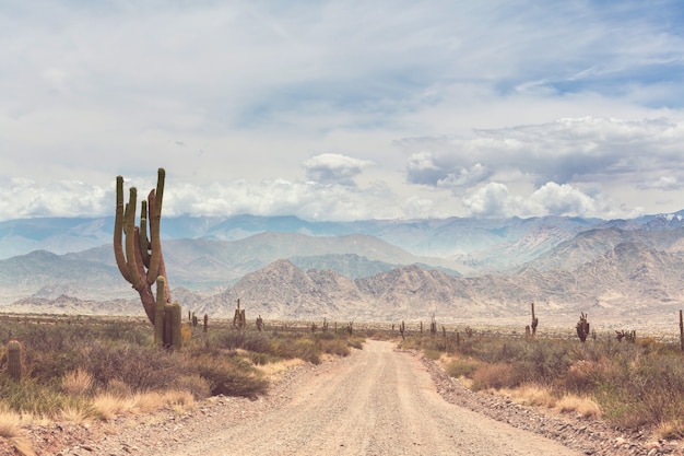 wild cactus on the altiplano in the andes mountains of argentina