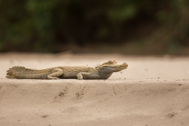 Wild caiman in the nature habitat wild brasil brasilian wildlife pantanal