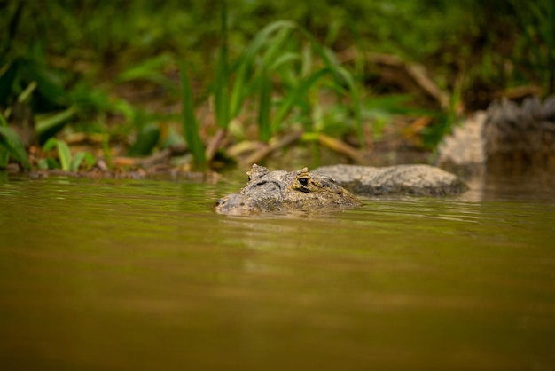 Wild caiman with fish in mouth in the nature habitat Wild brasil brasilian wildlife pantanal green jungle south american nature and wild dangereous