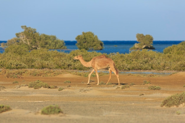 Фото Дикие верблюды путешествуют по берегу красного моря