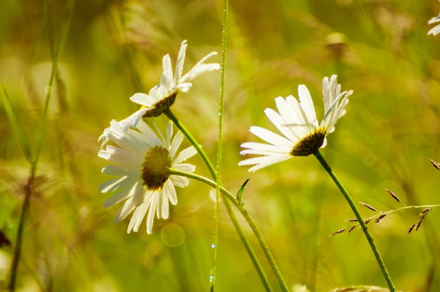 Wild camomile daisy flowers growing on green meadow and copy space natural background