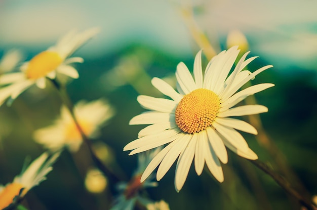 Wild camomile daisy flowers growing on green meadow and copy space natural background