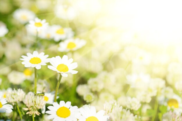 Wild camomile flowers