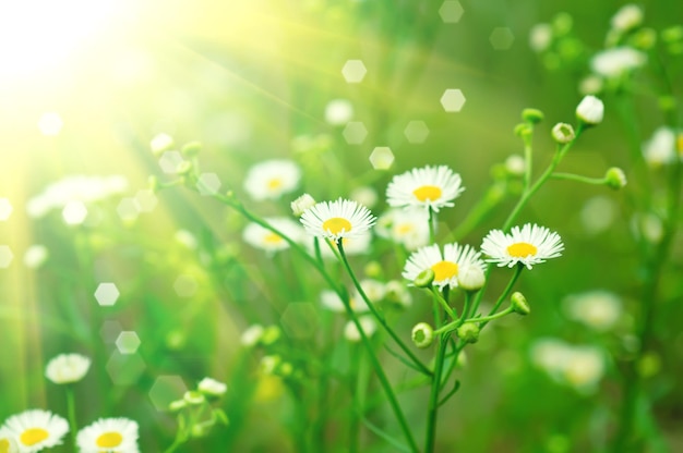 Wild camomile flowers