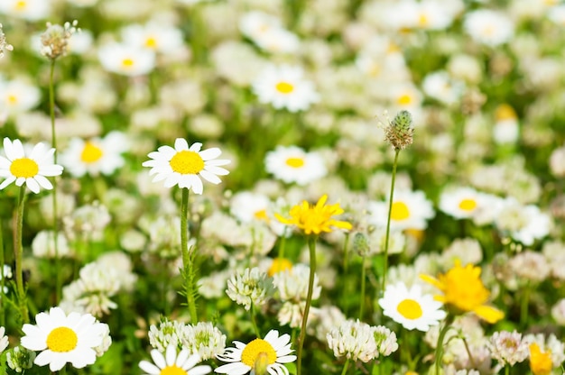 Wild camomile flowers