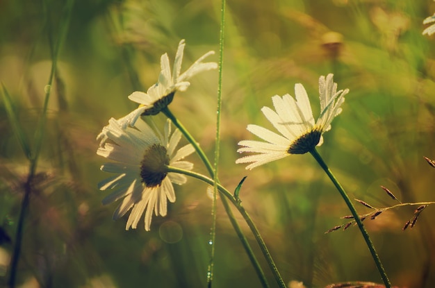 Wild camomile flowers