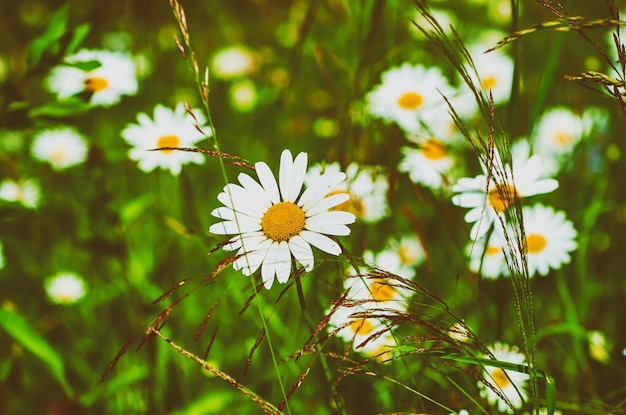 Wild camomile flowers