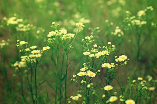 Wild camomile flowers