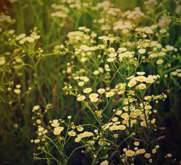 Wild camomile flowers