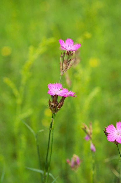 Wild carnation flower