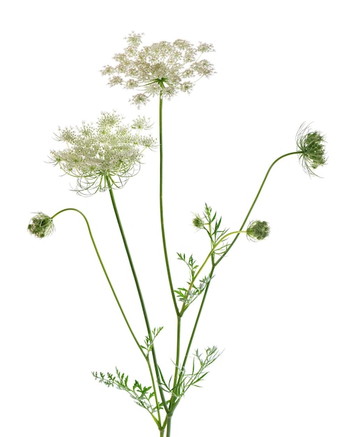 Wild carrot or Daucus carota flowers isolated on white background Medicinal herbal plant