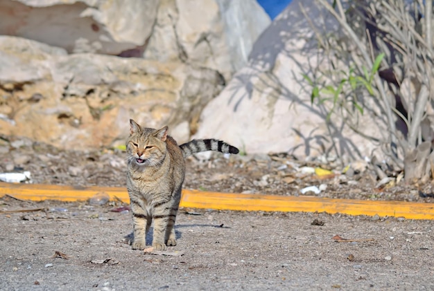 Дикая кошка на краю дороги Снято на Сардинии Италия