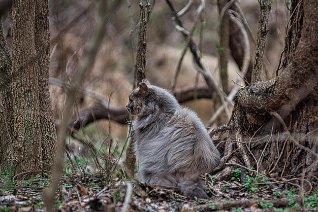 Foto gatto selvaggio nella foresta