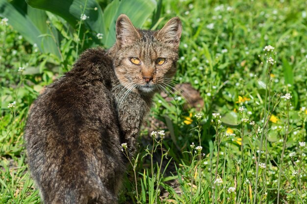 Wild cat outdoors in the grass