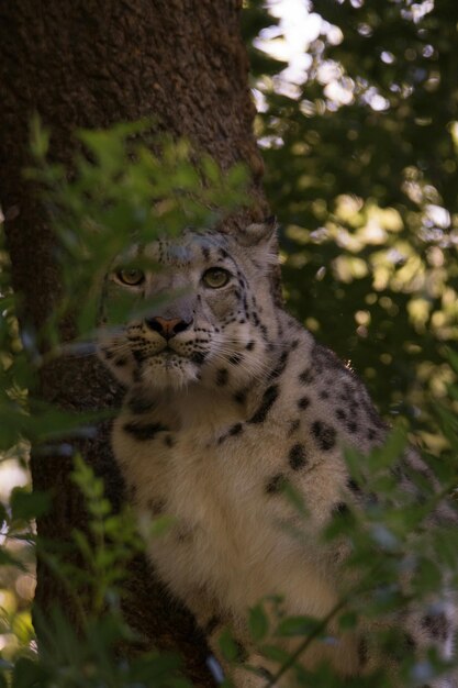 Wild cat sitting in tree