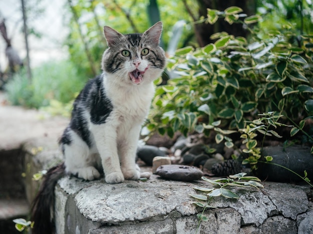 Wild cat stikcing out its tongue outside in the park