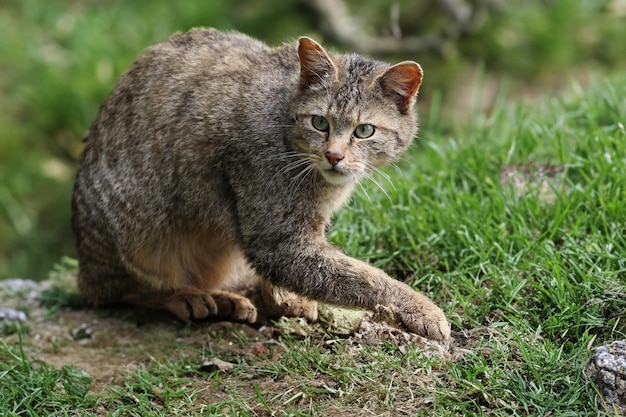 野生の猫