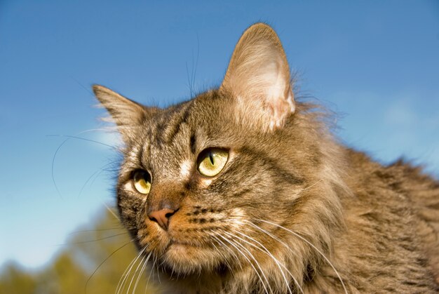 野生の猫