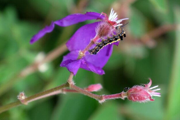 wild caterpillars on violet flower, natural life