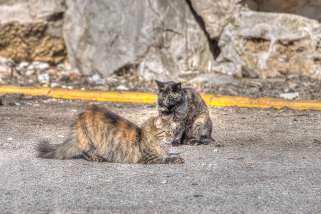 道路上の野生の猫hdrトーンマッピング効果のために処理