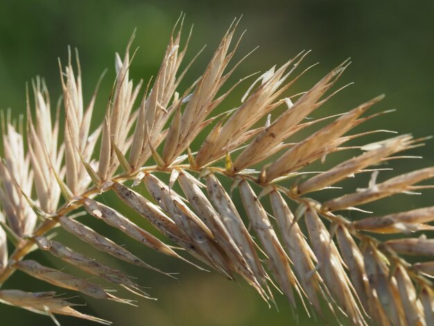 夏の牧草地の野生の穀物