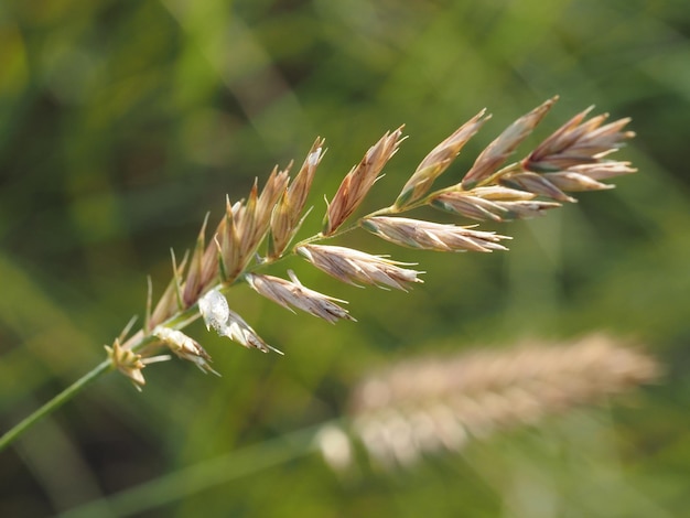 夏の牧草地の野生の穀物