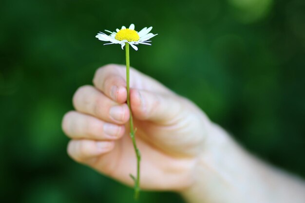 写真 手に野生のカモミールの花