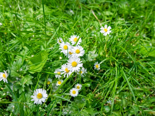 Wild charmomile flowers growing among the grass