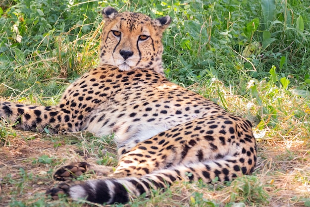 写真 牧草地に横たわっている野生のチーター