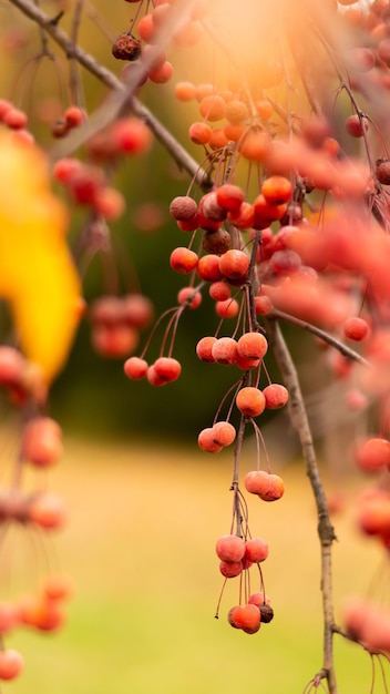 写真 庭の木の枝の野の桜のベリー