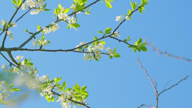 Photo wild cherry beautiful pink prunus avium flowers known as wild sweet cherries bloom close up