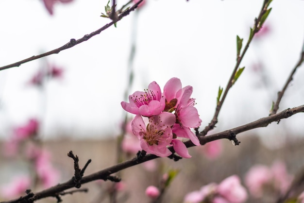 Ciliegio selvatico o fiori di ciliegio nella stagione primaverile rami su un albero