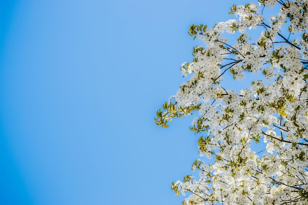 Wild cherry flowers blooming in spring Wild cherry blossoms with white flowers against a blue sky