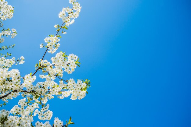 Wild cherry flowers blooming in spring Wild cherry blossoms with white flowers against a blue sky