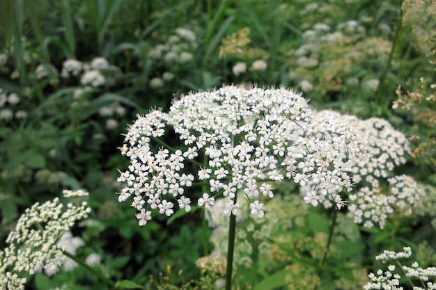 Pianta da fiore di cerfoglio selvatico nella foresta piano di fioritura di prezzemolo di mucca bianca