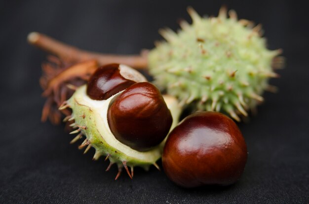 Photo wild chestnut group isolated on black background close up.