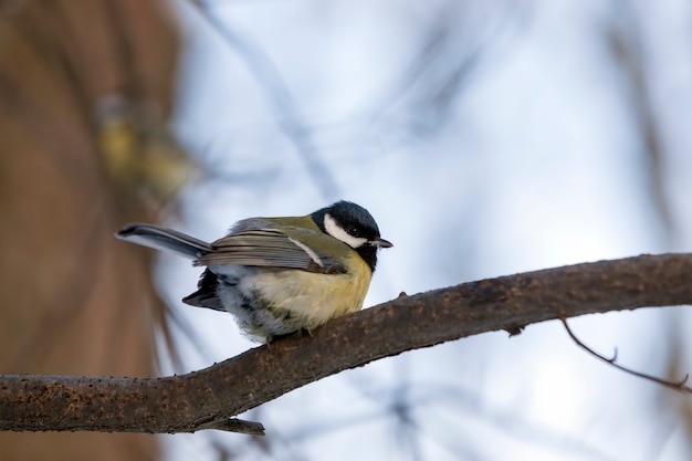 Wild chickadee in the winter cold season, birds wintering in Europe